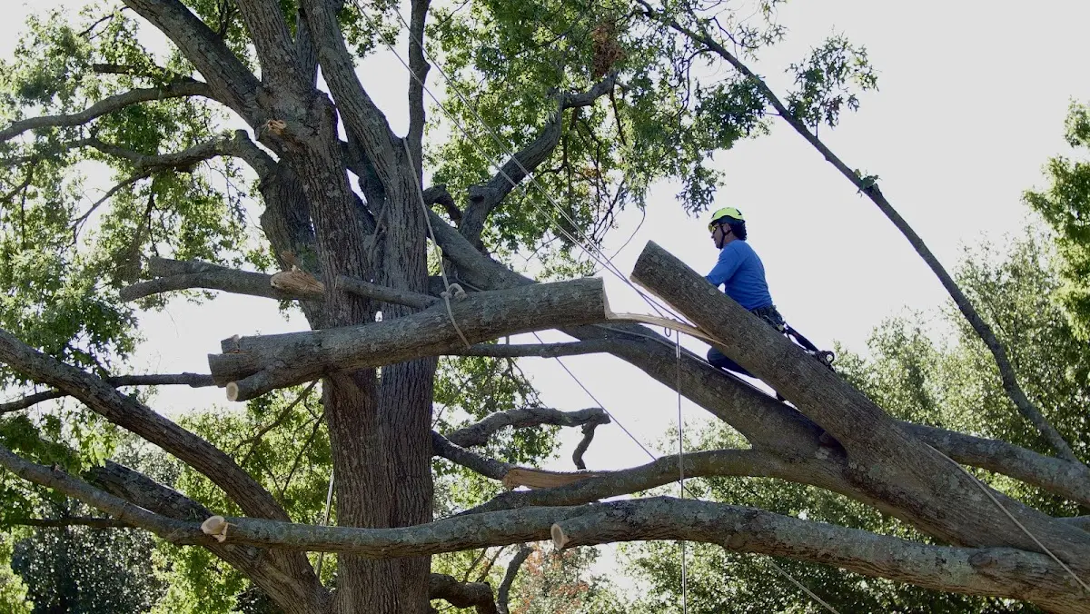 Professional Crown Thinning performed by certified arborists in Questa